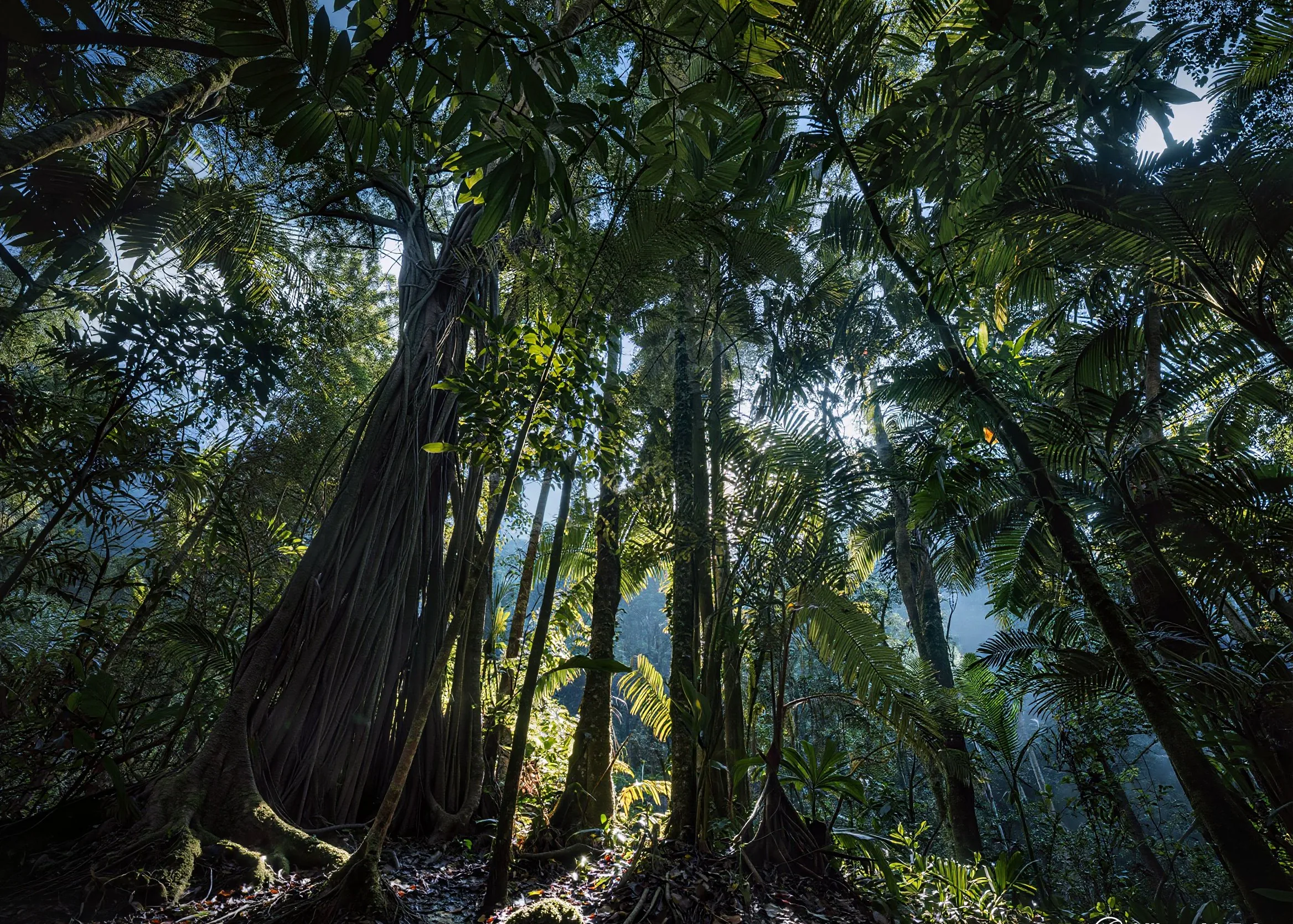 Forêt tropicale polynésienne